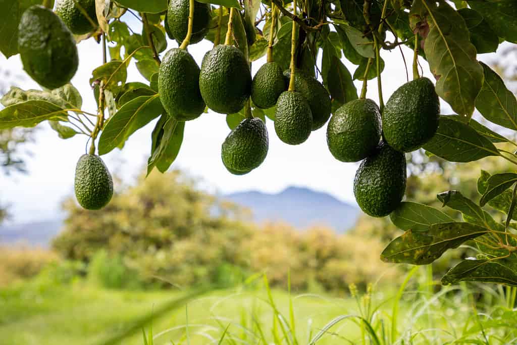 gruppo di avocado appesi a un albero
