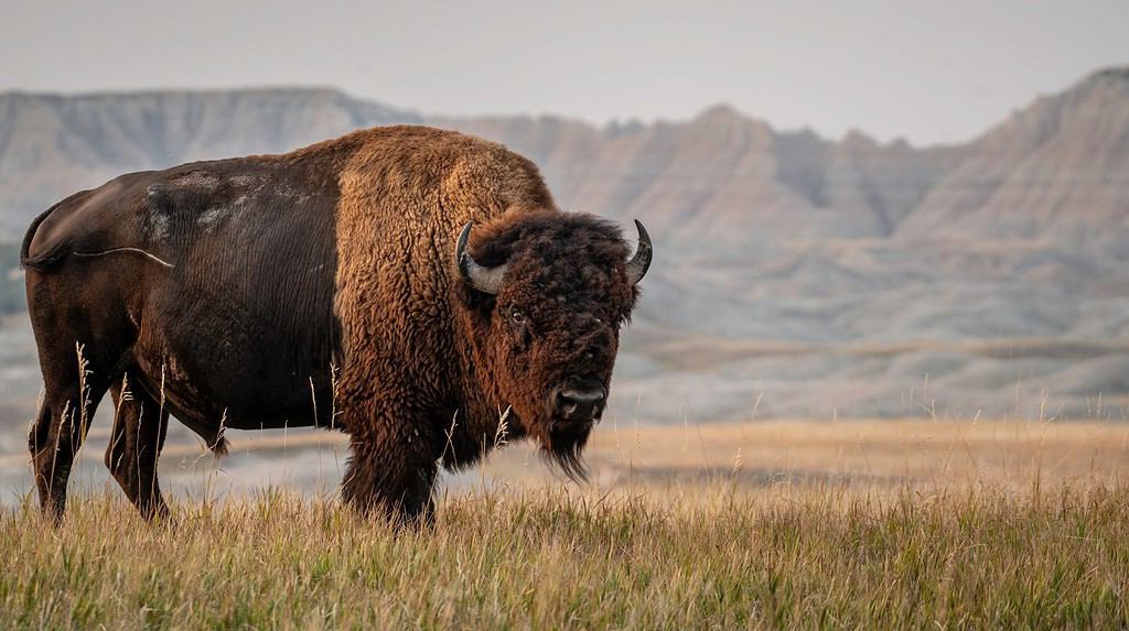 Bisonte americano nel Sud Dakota