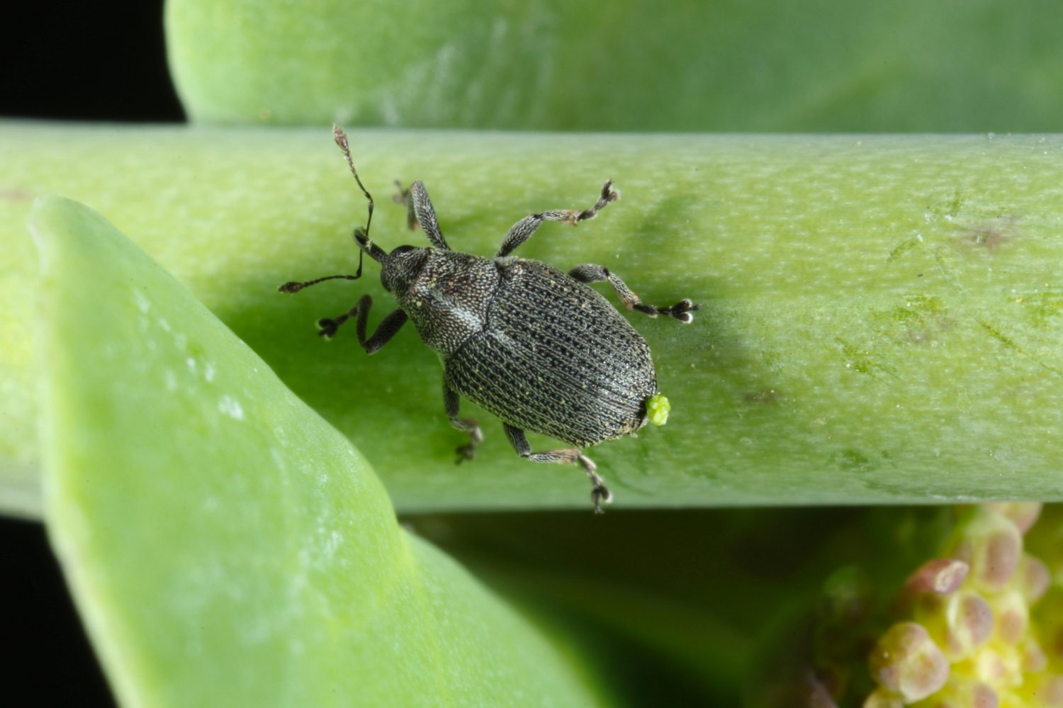 Il punteruolo del baccello del cavolo, Ceutorhynchus obstrictus (precedentemente chiamato assimilis) è un coleottero della famiglia Curculionidae.  Questo è un parassita delle piante di colza (colza).