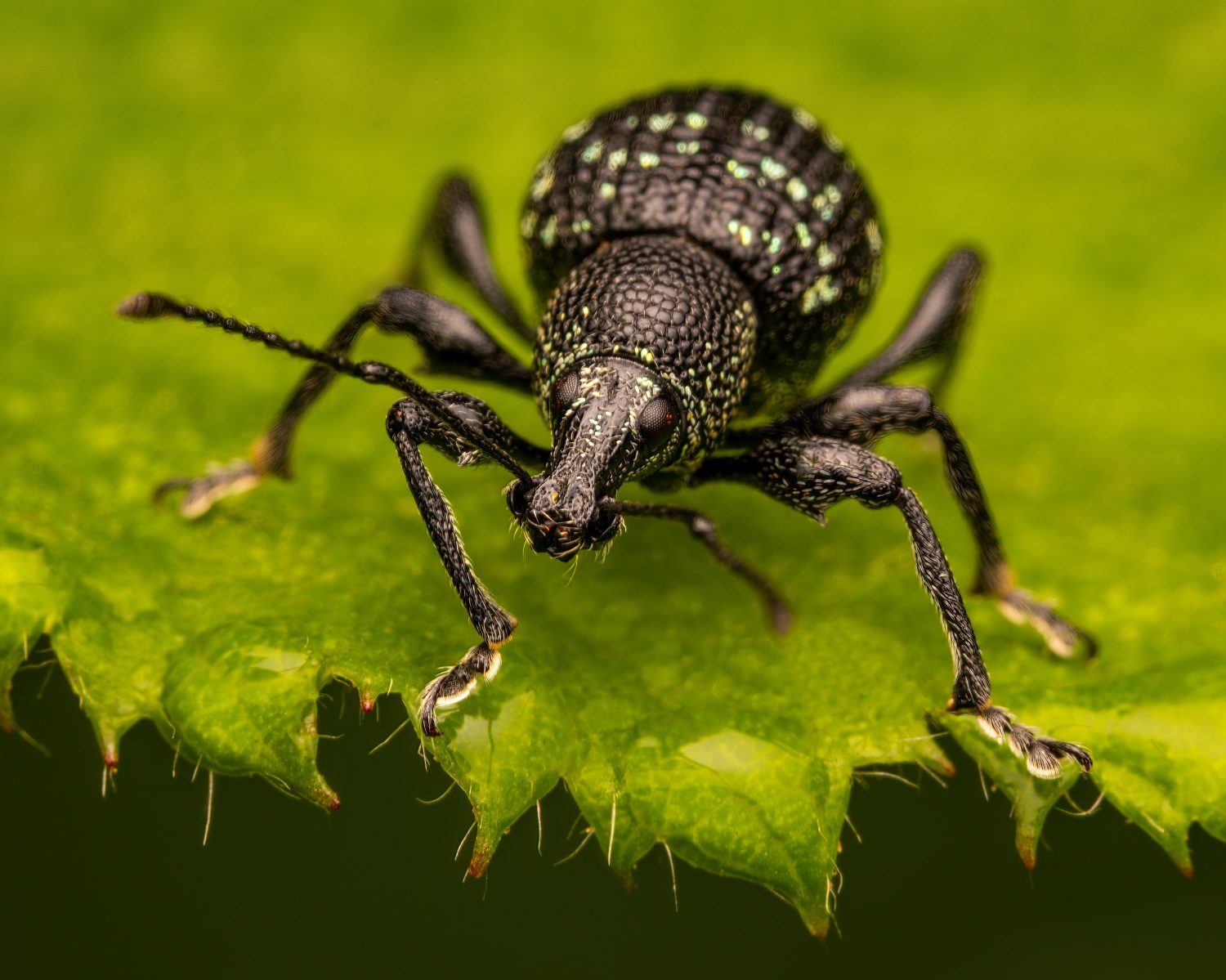 Macrofotografia di un punteruolo nero della vite (Otiorhyncus sulcatus) con sfondo verde e nero.