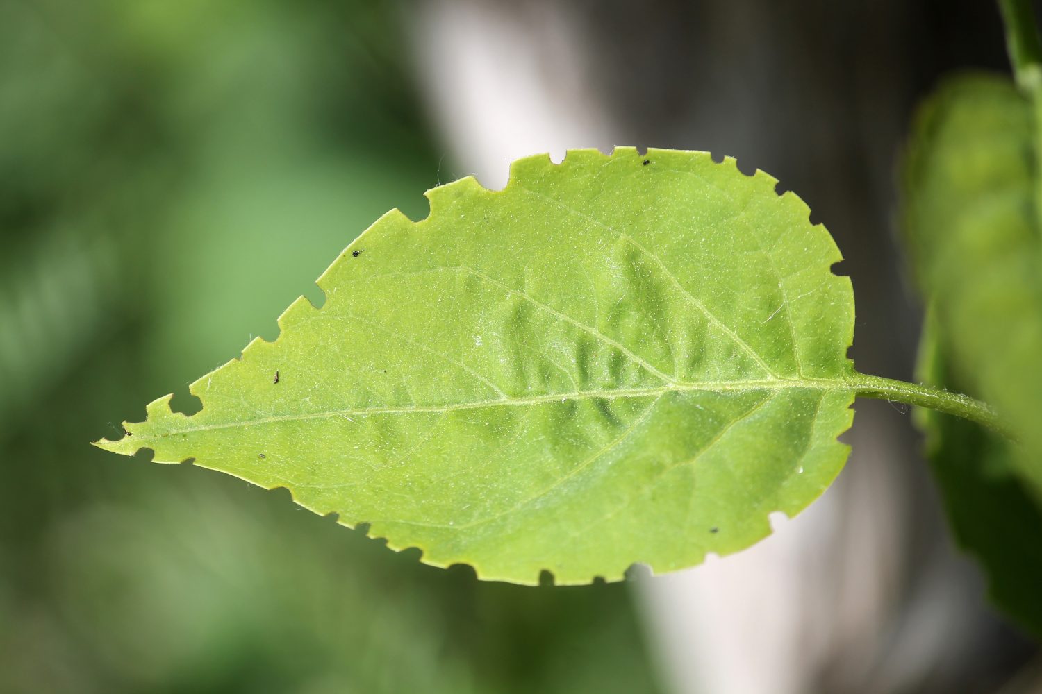 Foglia lilla verde mangiata dal punteruolo.  Danni causati dall'alimentazione del curculione sul fogliame della Syringa vulgaris