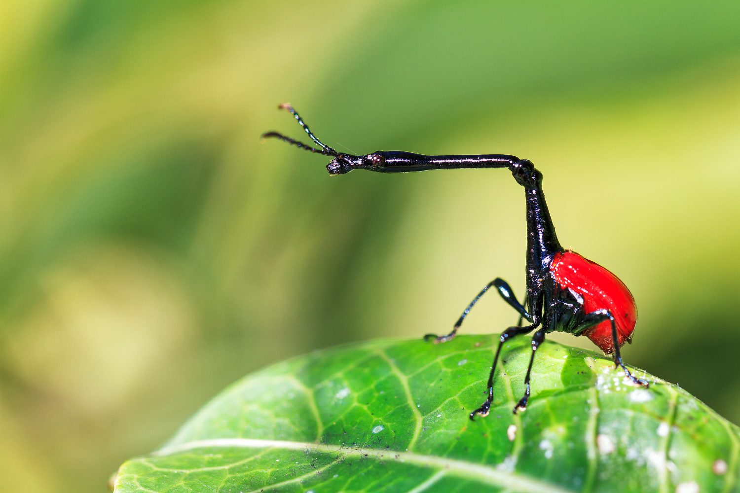 Il punteruolo giraffa (Trachelophorus giraffa) nel Parco Nazionale Andasibe Mantadia, Madagascar