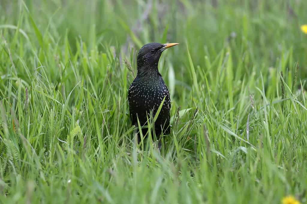 Uno storno comune adulto nel piumaggio riproduttivo viene ripreso da vicino mentre cammina attraverso l'erba verde brillante