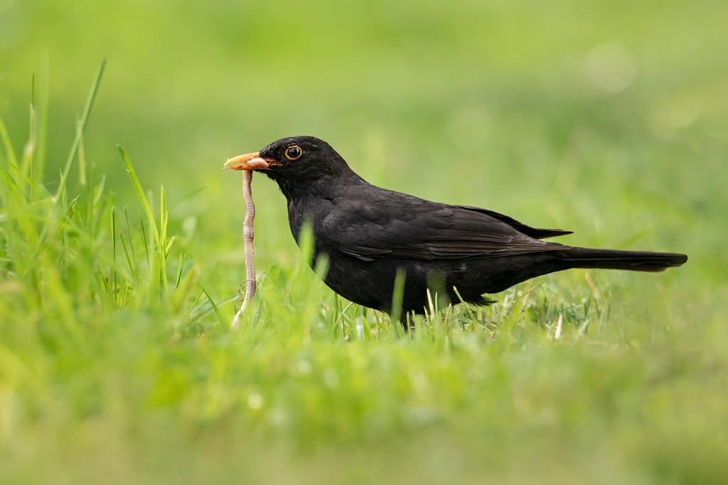 Merlo comune con un lombrico nel becco.  Il merlo comune (Turdus merula) è una specie di vero tordo.