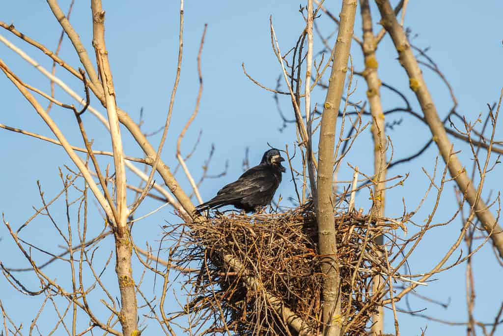 Torre nel nido.  Corvo frugilegus.