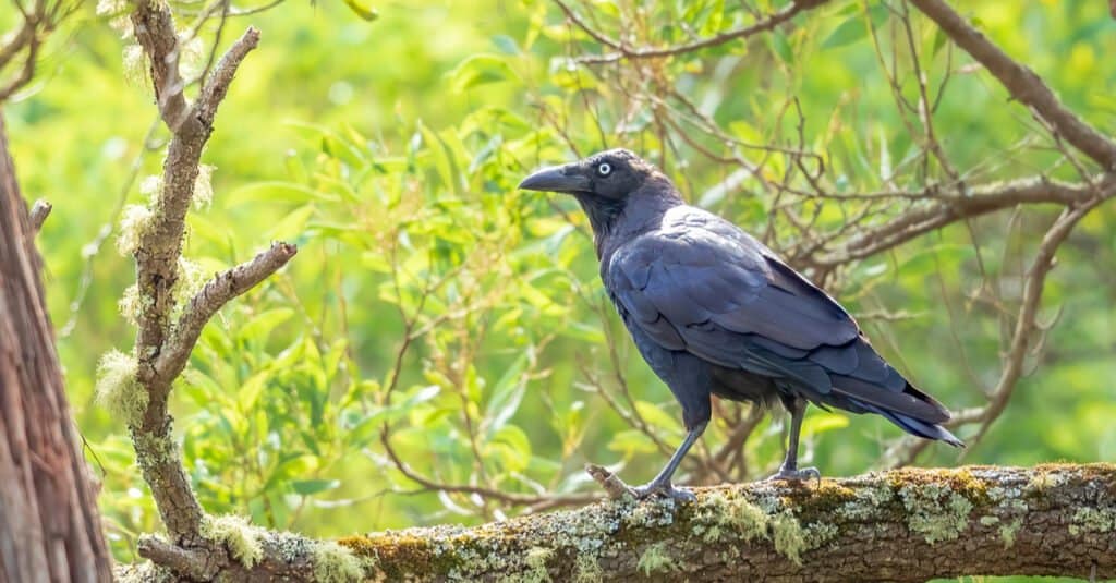I corvi più grandi: il corvo della foresta