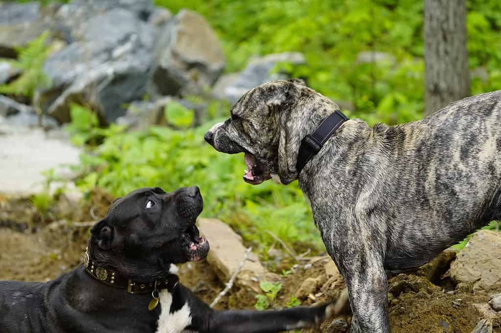 Bullo Kutta cane aggressivo