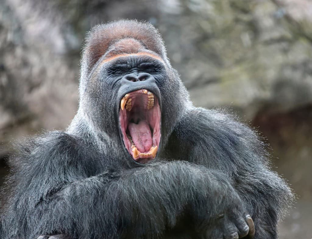 Il gorilla maschio alfa adulto sbadiglia in modo irritato, mostrando zanne e denti pericolosi.  Il gorilla maschio dominante sbadiglia con la bocca aperta.