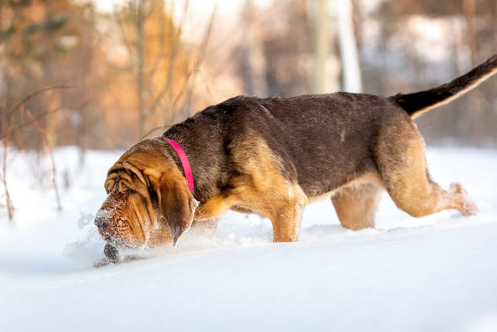 Cane da ricerca - il segugio segue una pista nella neve
