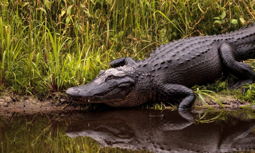 Un uomo della Florida cattura un alligatore