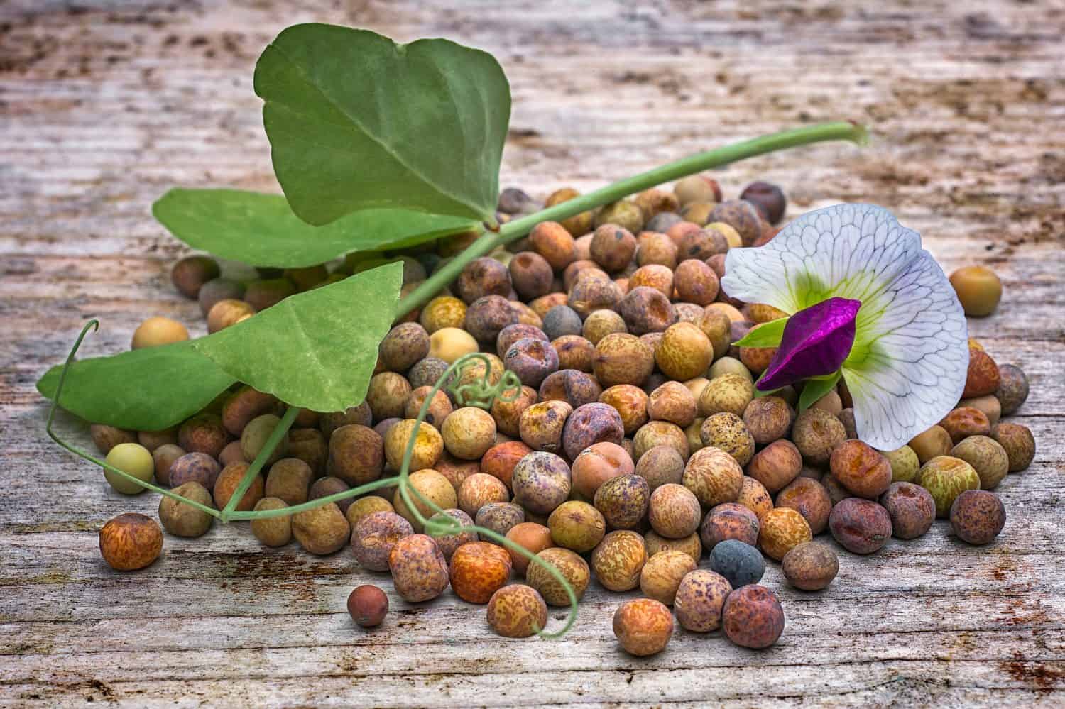 Il fagiolo roveja (Pisum sativum var. arvense), noto anche come robiglio o pisello invernale austriaco, è un pisello essiccato mediterraneo coltivato in Italia e nei Paesi Bassi.