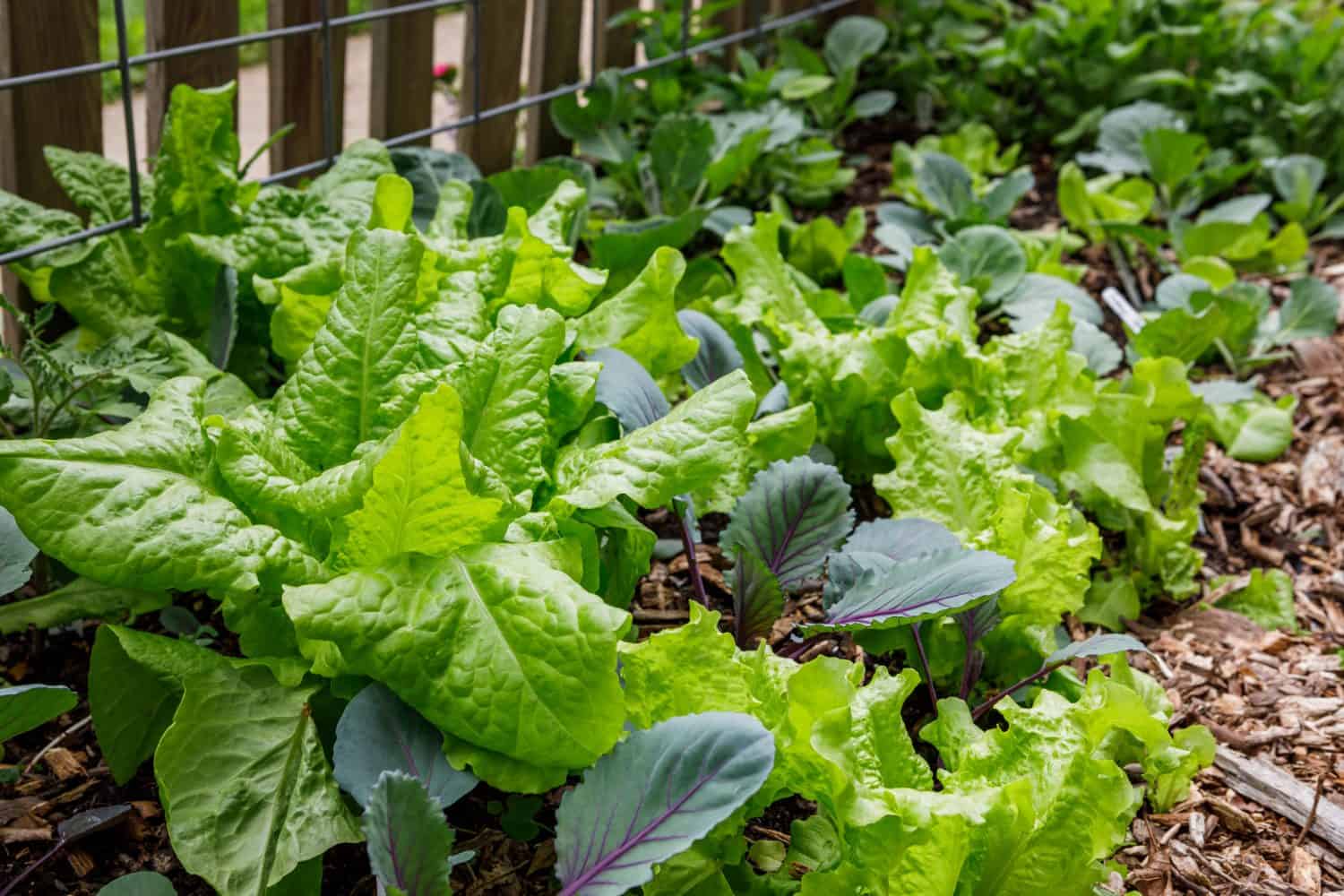 Lattuga a foglia e cavolo interpiantati in un orto biologico domestico in primavera