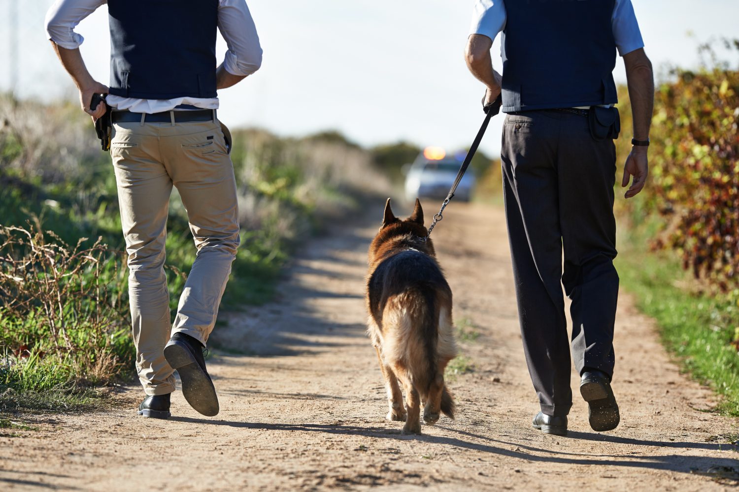 Camminando lungo la scena del crimine.  Vista posteriore di due poliziotti e un cane che camminano lungo una strada rurale.