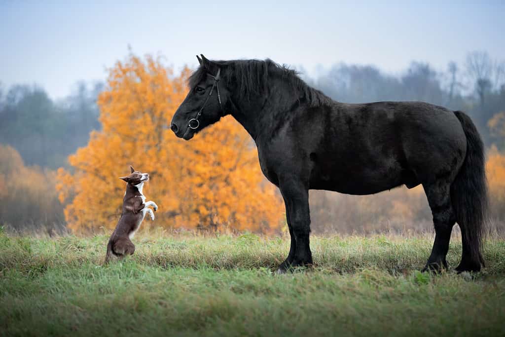 Razza di cani Border Collie e razza di cavalli Percheron in autunno Park.