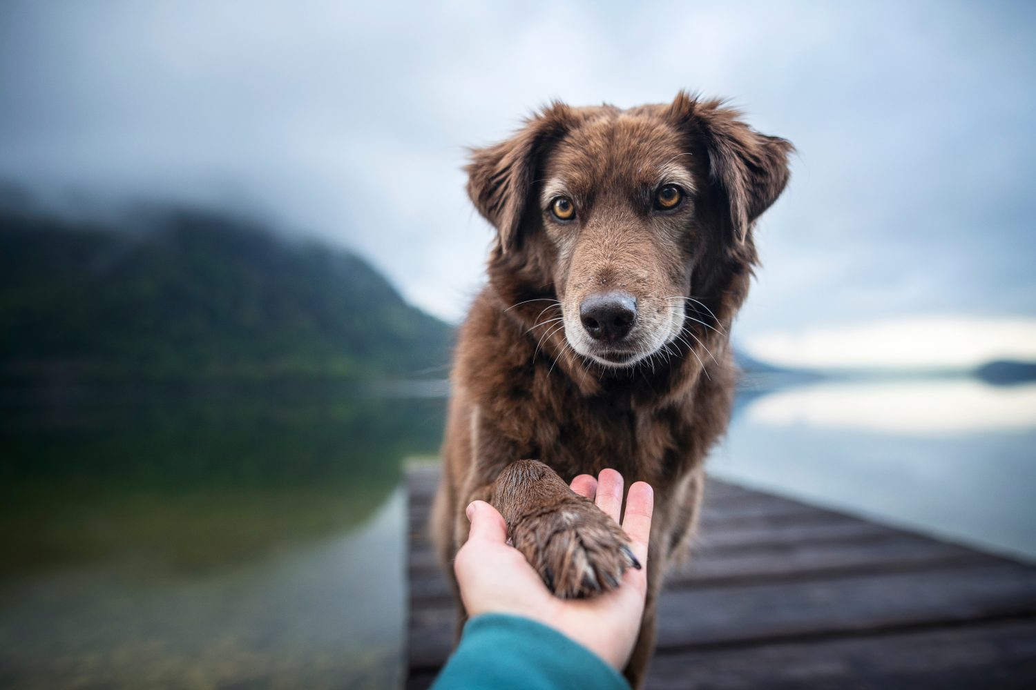 Il cane dà la zampa umana.  L'amicizia tra uomo e cane.
