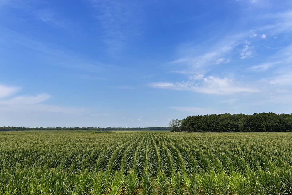 Veduta di un campo di grano in una zona rurale dello stato del Mississippi