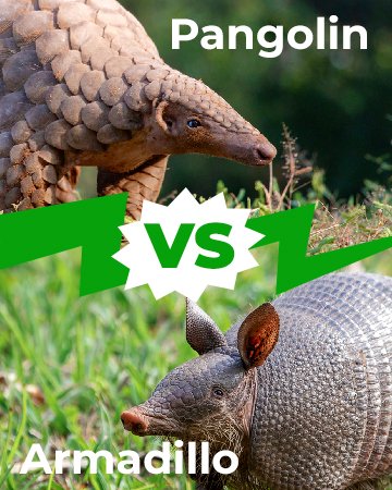 Pangolino contro Armadillo