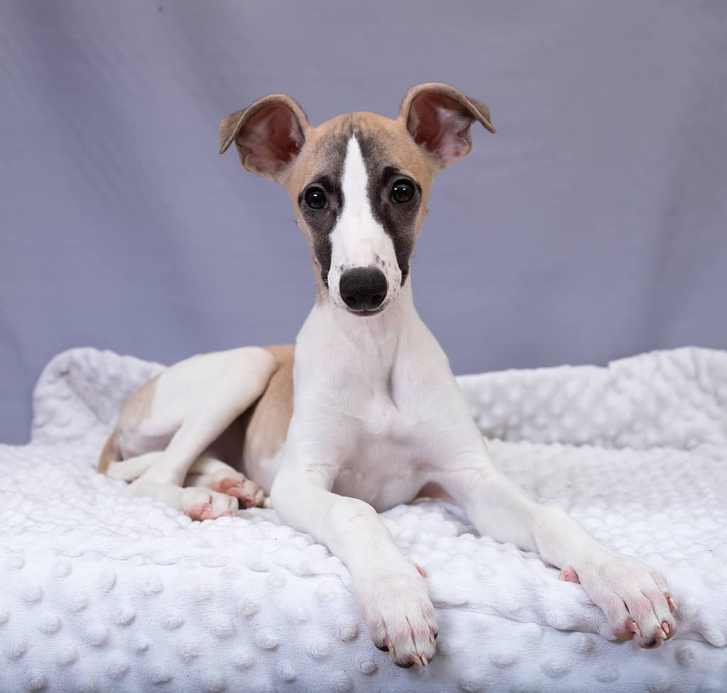 ritratto umano di un cucciolo di whippet