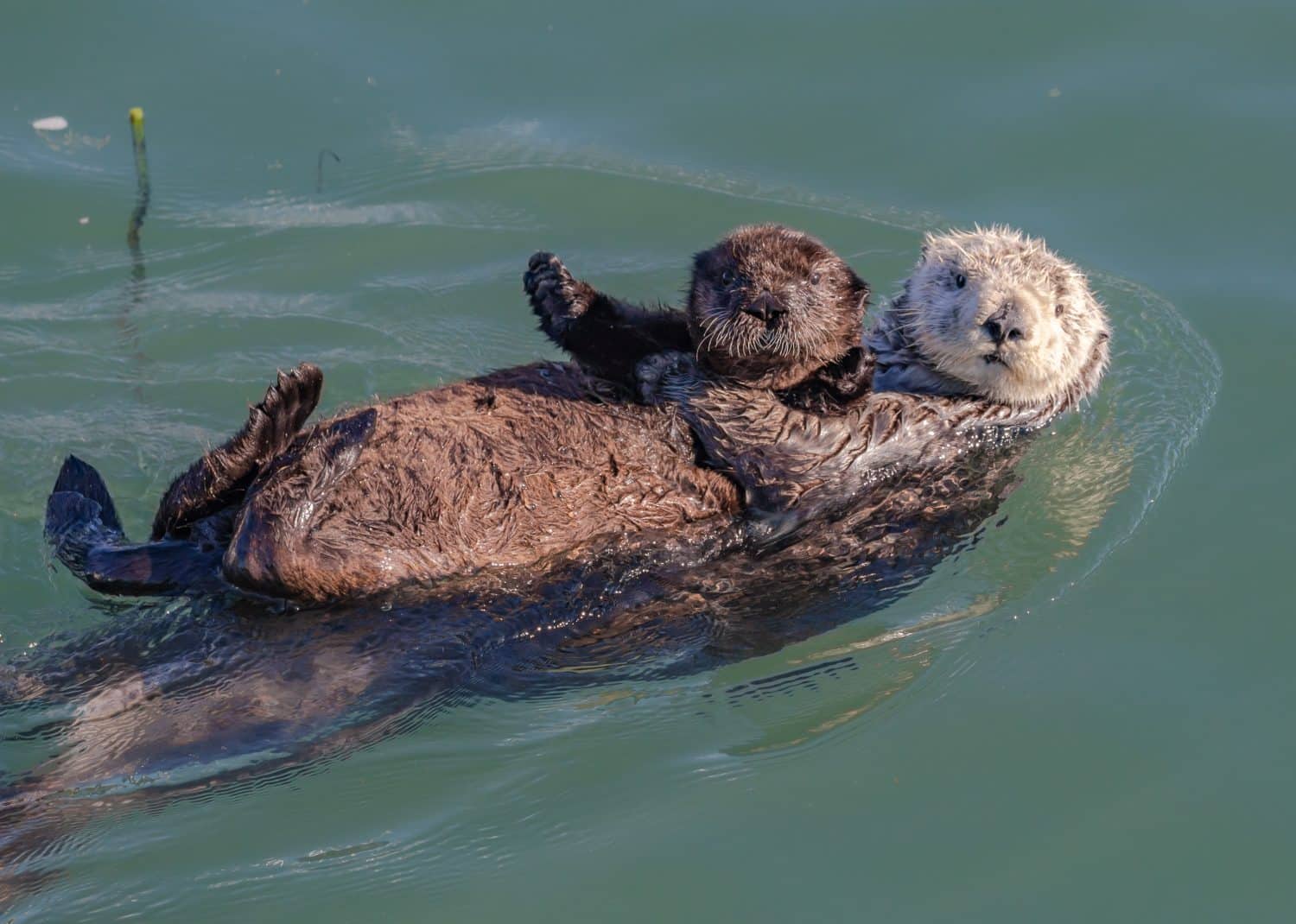 Madre lontra marina con cucciolo sulla pancia