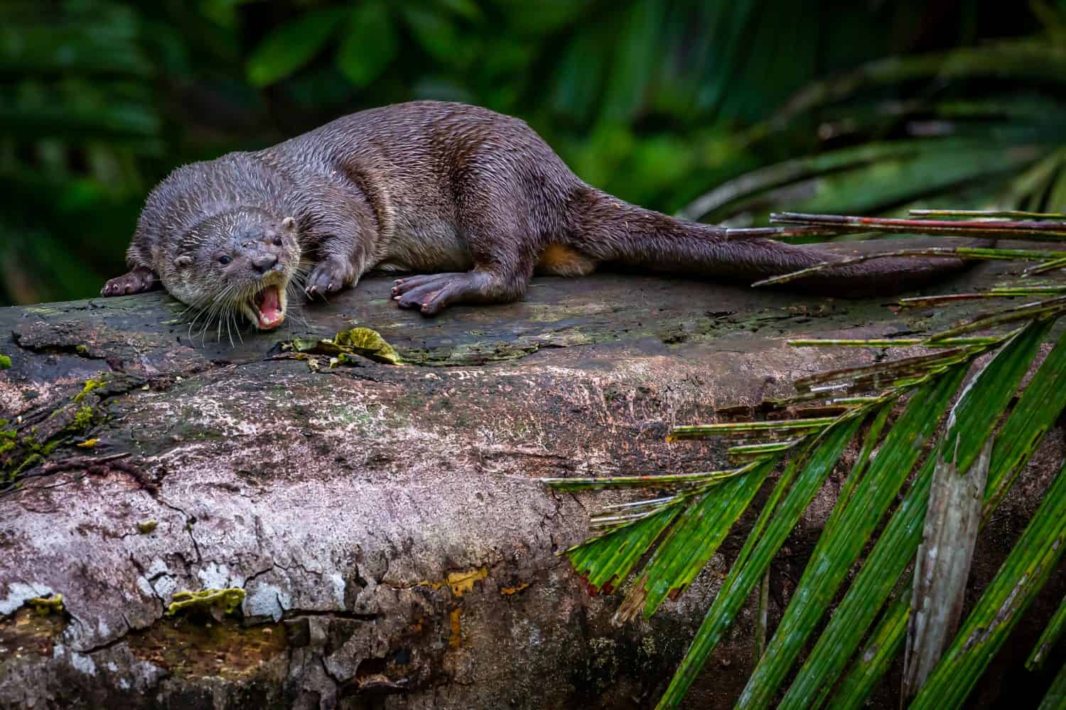 Lontra di fiume neotropicale in Costa Rica