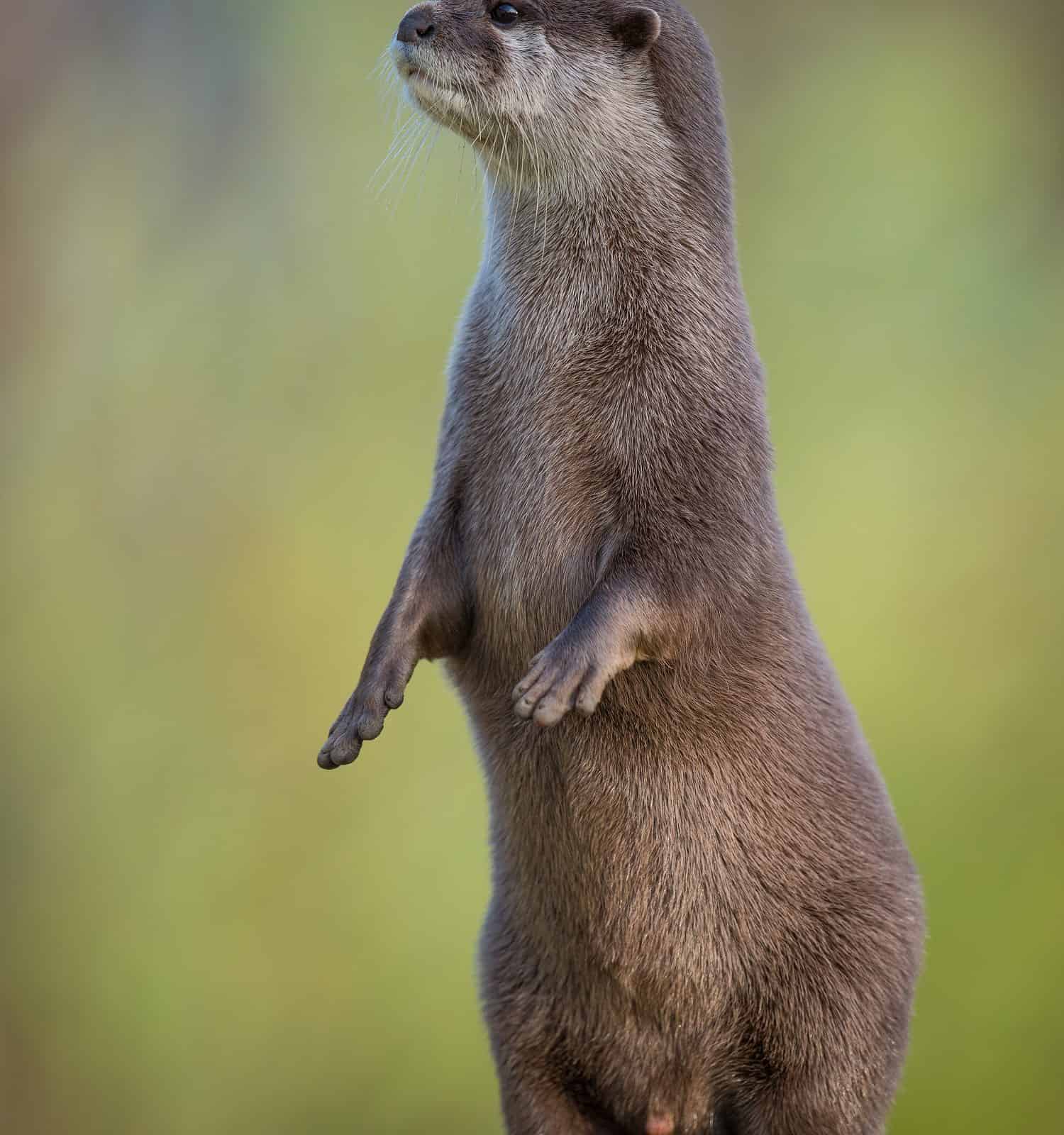 Lontra artigliata corta asiatica in piedi