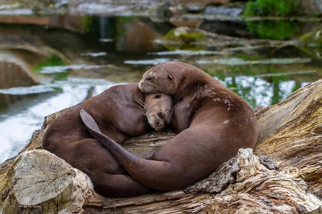 Genitori del ritratto della lontra gigante che dormono