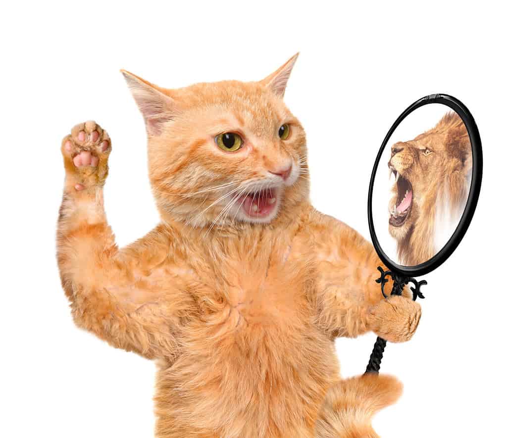 I gatti non riconoscono il loro riflesso in uno specchio.