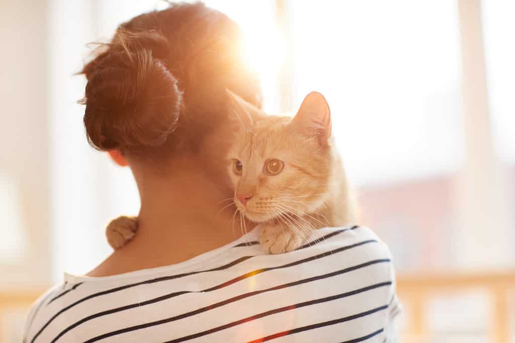 I gatti riconoscono i loro proprietari utilizzando stimoli visivi, odori e suoni.