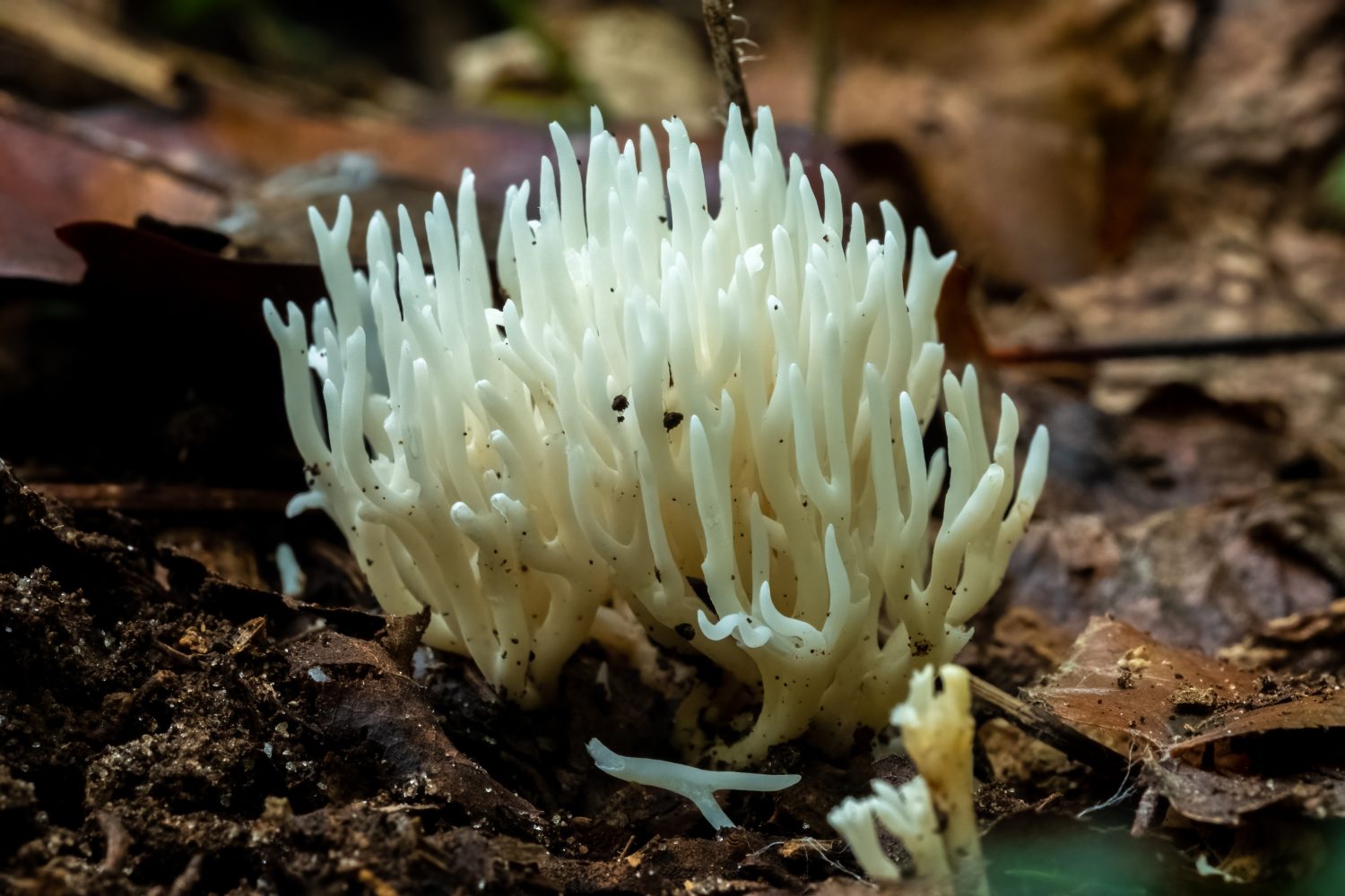 Il fungo del corallo bianco (Ramariopsis kunzei) cresce nella foresta durante l'autunno.  Raleigh, Carolina del Nord.