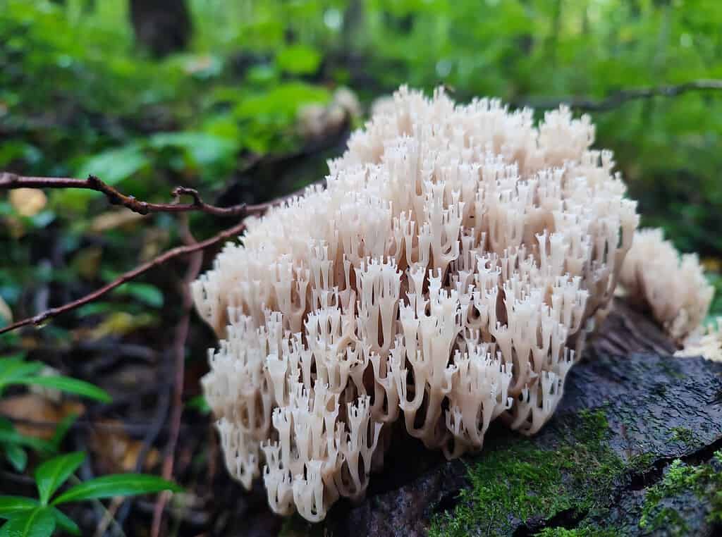 Artomyces Pyxidatus o fungo di corallo con punta a corona