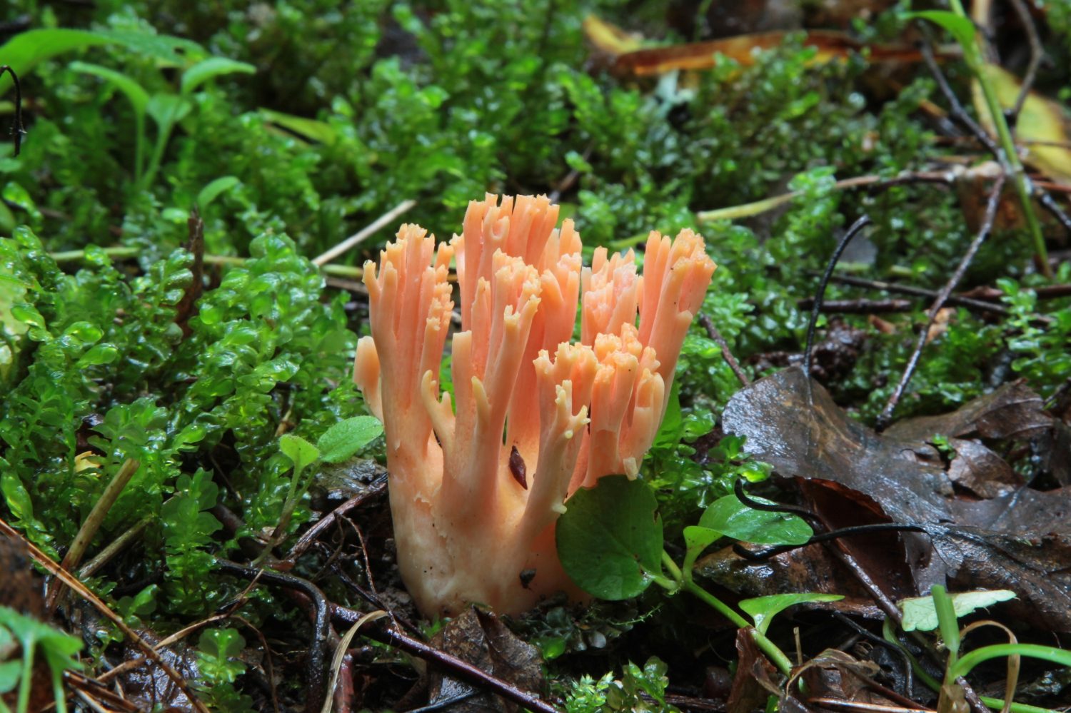 Ramaria formosa - corallo salmone in una foresta di conifere.  Fungo molto raro e bello.