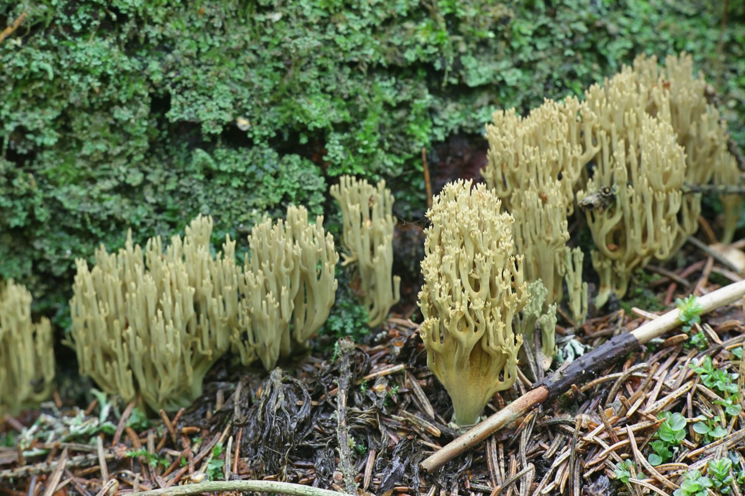 Ramaria abietina, conosciuta come il corallo verde, fungo corallo selvatico originario della Finlandia
