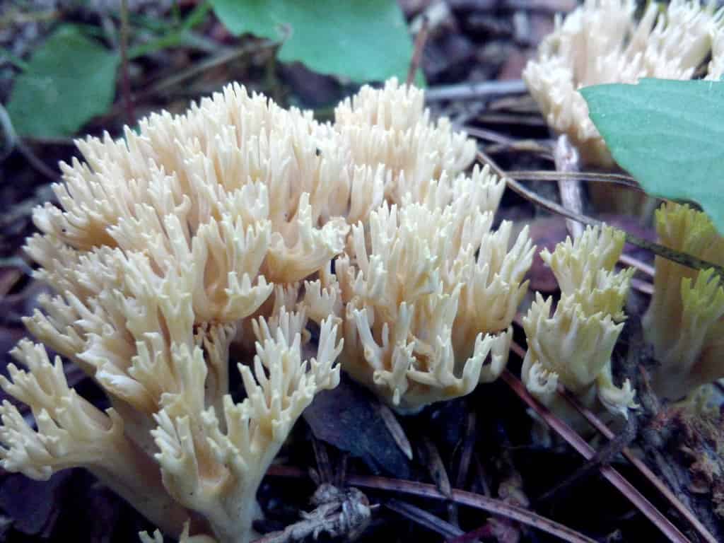 Lentaria micheneri