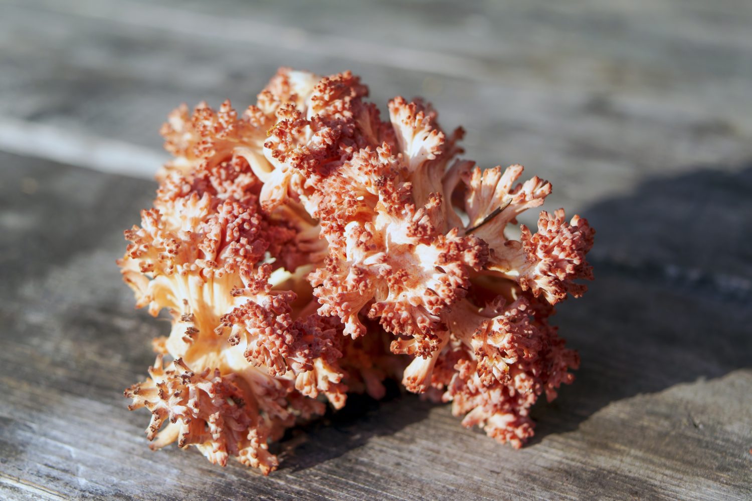 Fungo commestibile Ramaria botrytis sullo sfondo di un vecchio tavolo di legno grigio scuro da vicino.