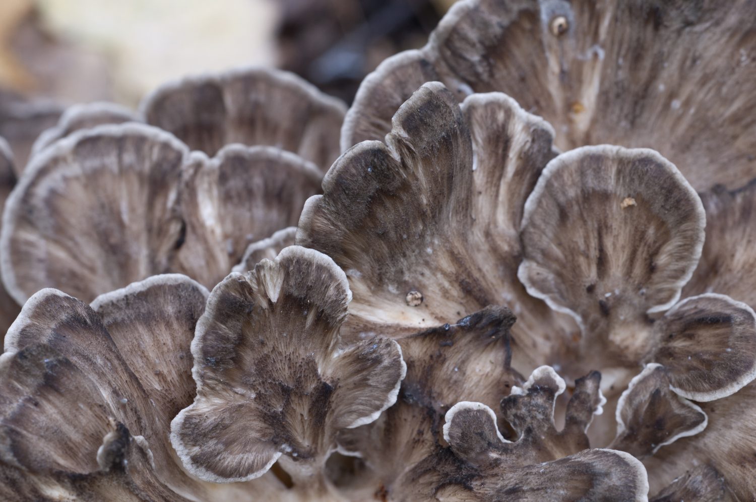 Grifola frondosa, fungo poliporo commestibile diffuso in Estremo Oriente e Nord America.