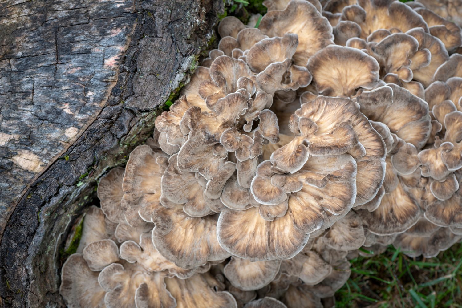 Primo piano del fungo Maitake 