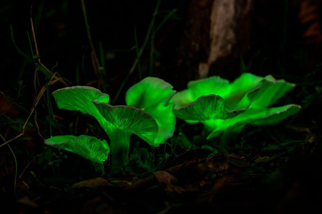 Fungo fantasma bioluminescente (Omphalotus nidiformis) Parco nazionale dei laghi Thirlmere, NSW, Australia.
