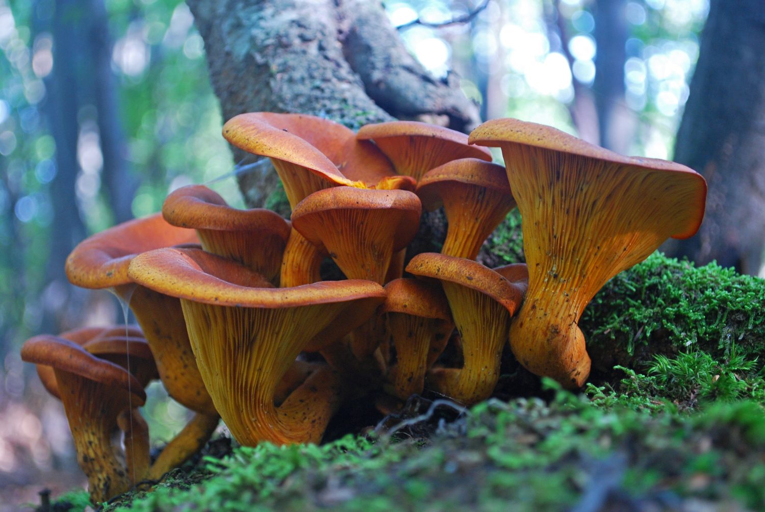 Omphalotus olearius o branchie di fungo arancione jack o lanterna, fungo tossico