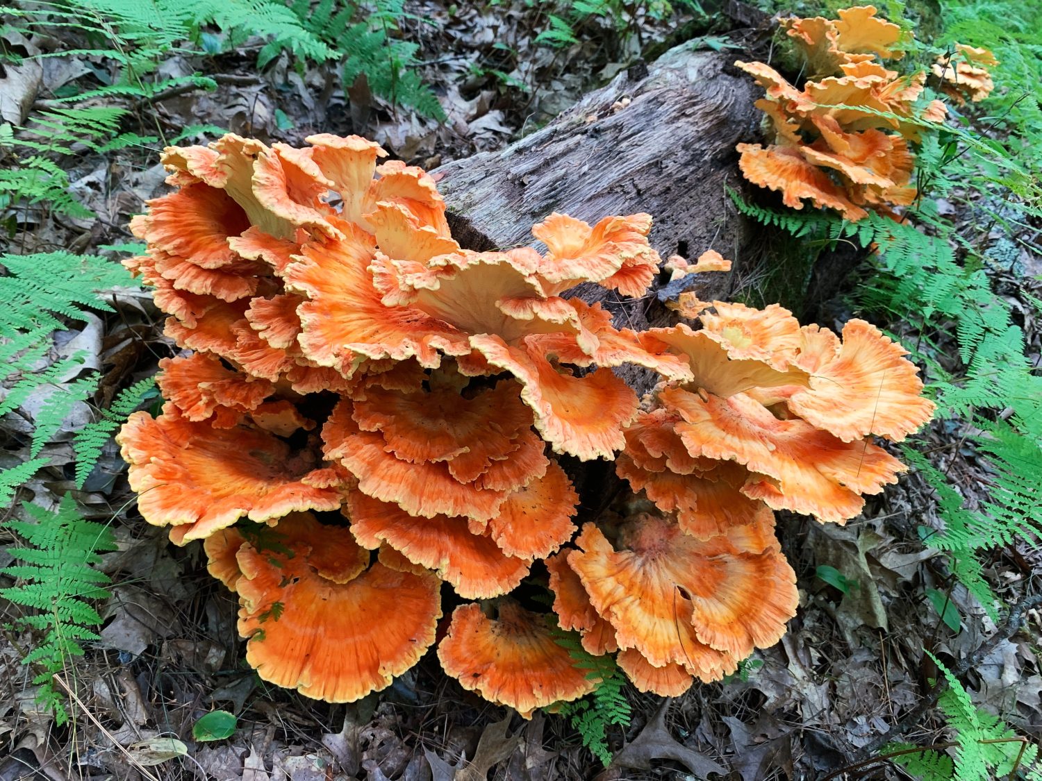 Fungo Pollo dei Boschi (Sulphur Shelf) Parte dei conchi - classe di funghi polipori.  Nessuna ifa scheletrica che lo rende commestibile.  Crescita della foresta decidua.  Genere Laetiporus.