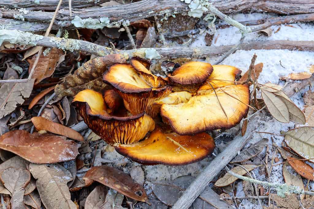 Un vecchio grappolo di funghi Southern Jack O'Lantern (Omphalotus subilludens) che cresce su un ramo caduto in Florida.  Il colore più scuro e i bordi più scuri possono apparire man mano che il fungo invecchia.