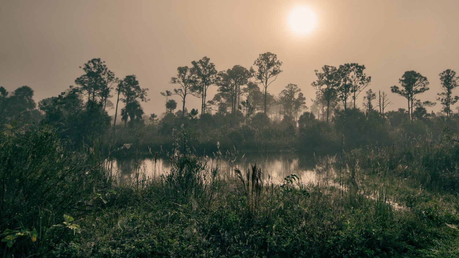 Mattinata nebbiosa nella palude delle Everglades |  Riserva nazionale di Big Cypress, Florida, Stati Uniti