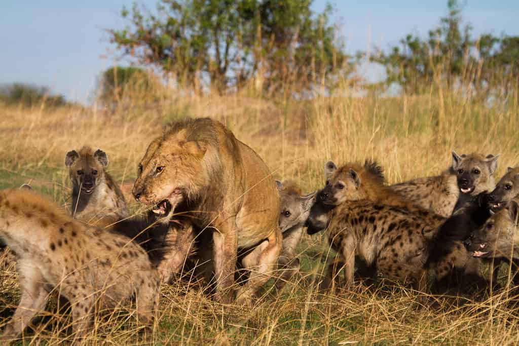 Il leone e le iene combattono per l'uccisione di un facocero.