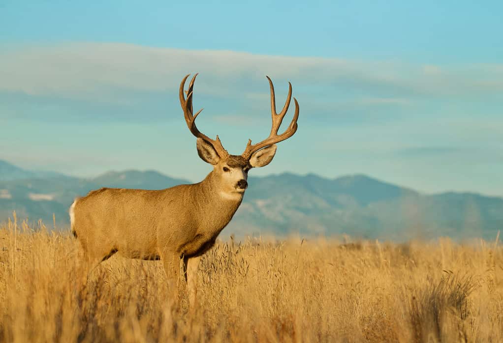 Ritratto ambientale del cervo mulo buck con le colline pedemontane delle Montagne Rocciose sullo sfondo