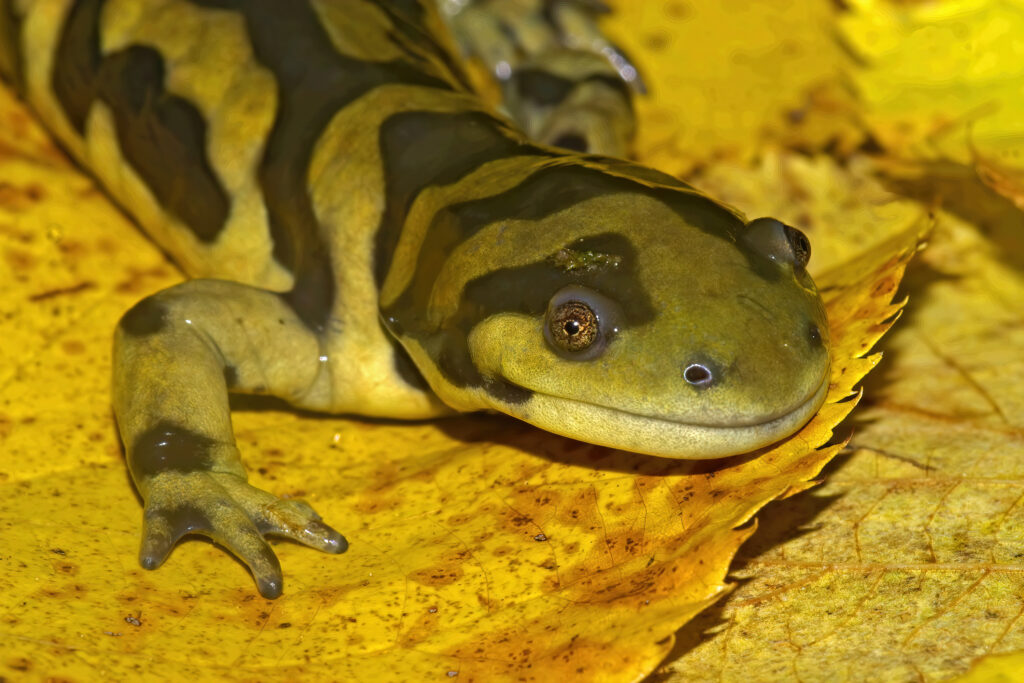 La salamandra tigre barrata è l'anfibio di stato del Kansas e del Colorado.
