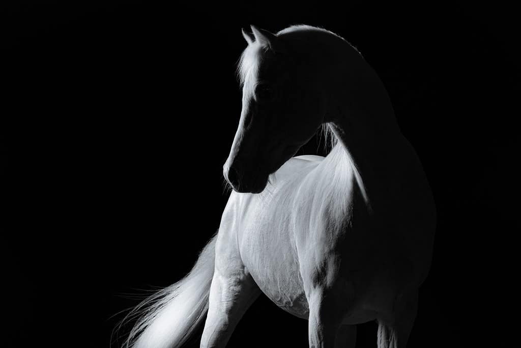 un ritratto in studio ombra di un cavallo bianco grigio su sfondo nero isolato