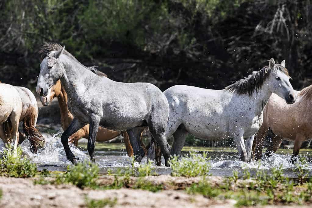Due cavalli grigi che si oppongono