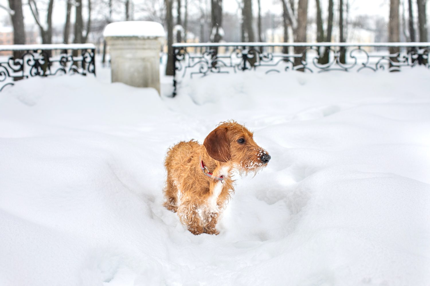 Piccolo Bassotto A Pelo Duro Marrone Su Una Passeggiata Invernale.  Un cane si trova in un parco innevato
