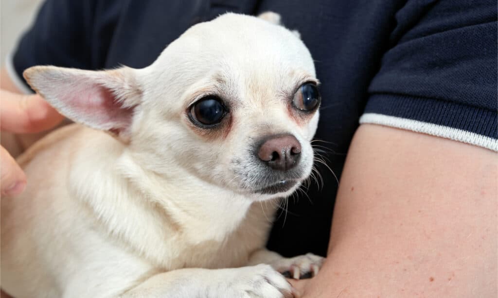 Un chihuahua di merda tra le braccia del suo proprietario