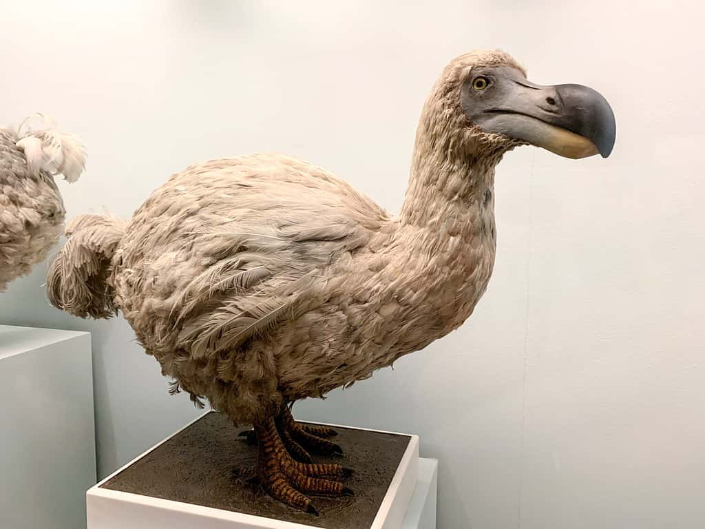 Dodo impagliato, un uccello incapace di volare estinto originario di Mauritius, a est del Madagascar nell'Oceano Indiano.