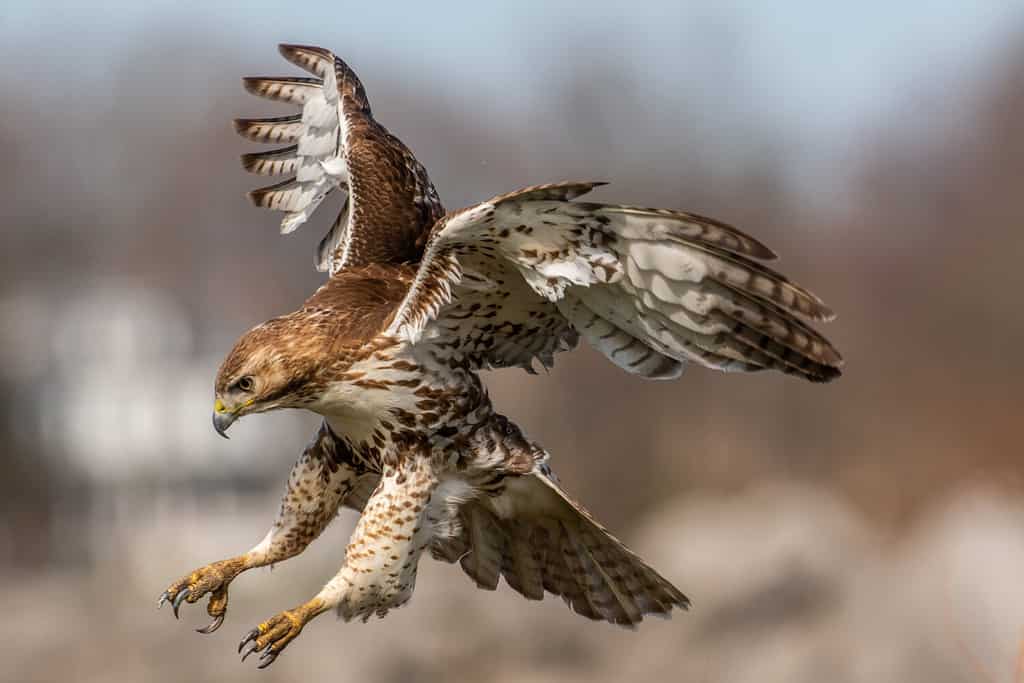 Un falco dalla coda rossa che va a uccidere